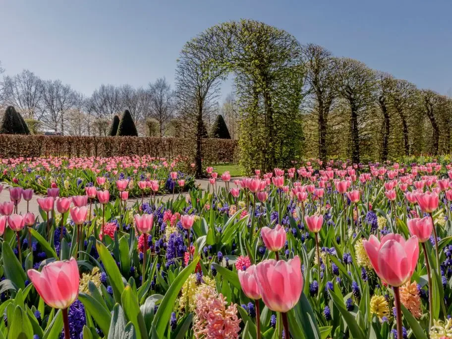 Keukenhof Gardens