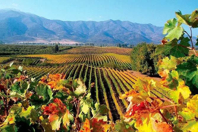 Casablanca Valley and Matetic Vineyards