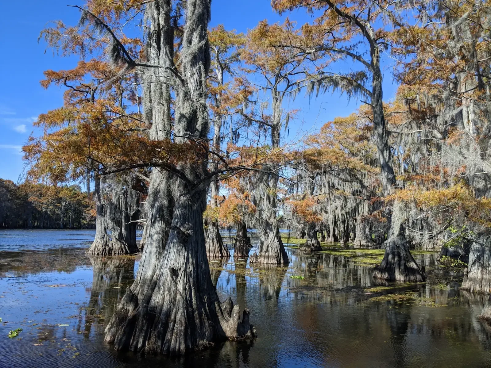 Big Cypress Bayou and Caddo Lake