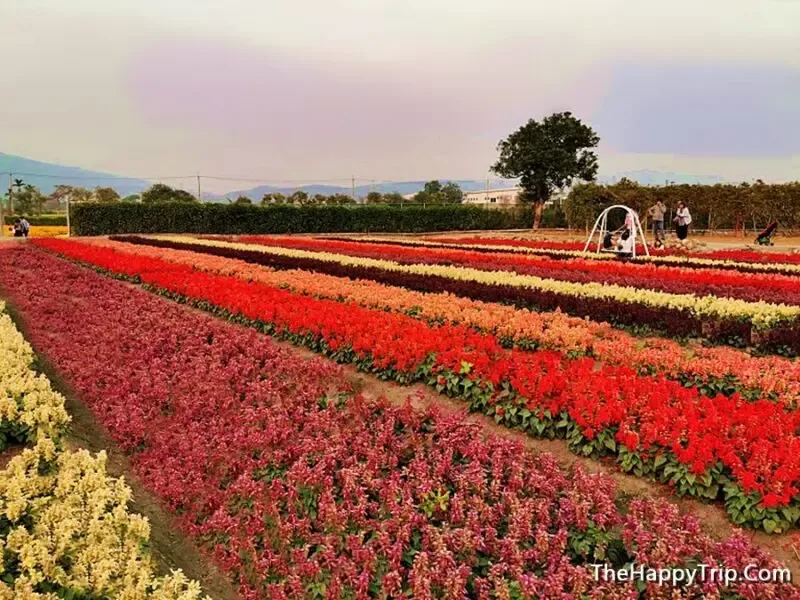 Village Flower Farm - Things to do in Yellow Springs