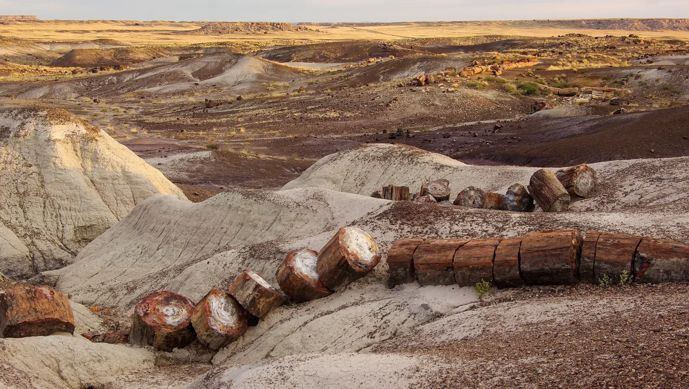 The Petrified Forest National Park