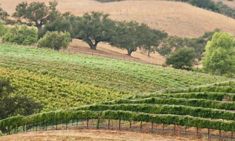 Madera Wine Trail