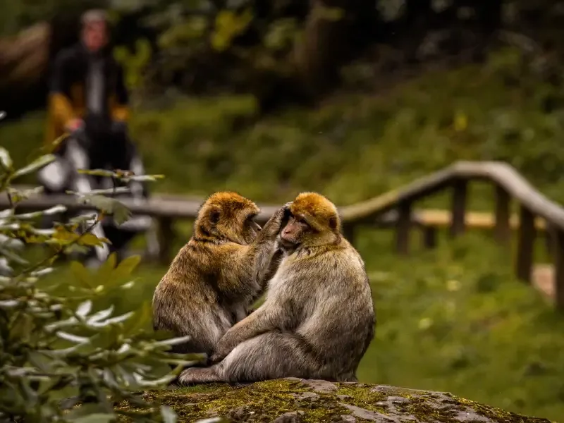 Monkey Forest