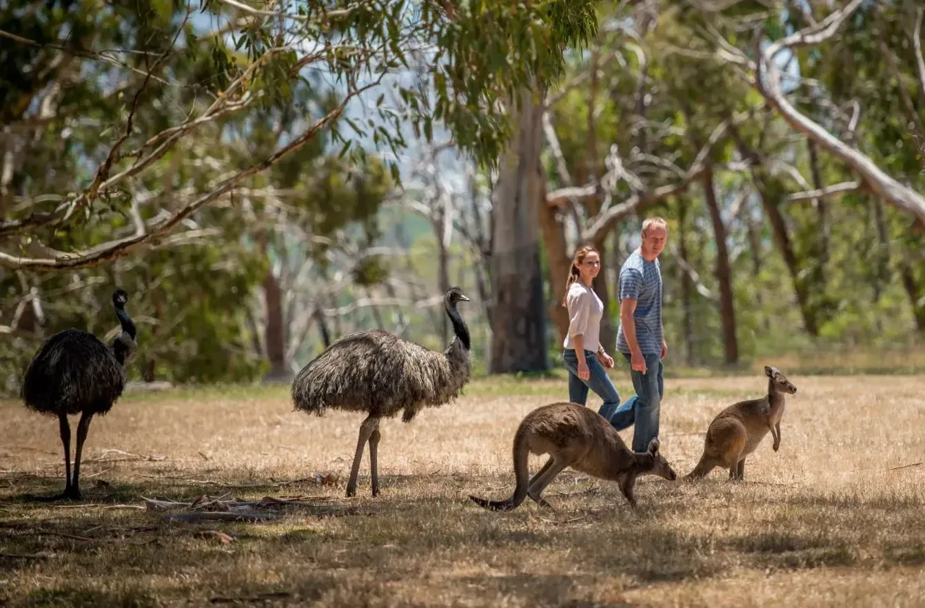 Cleland Wildlife Park