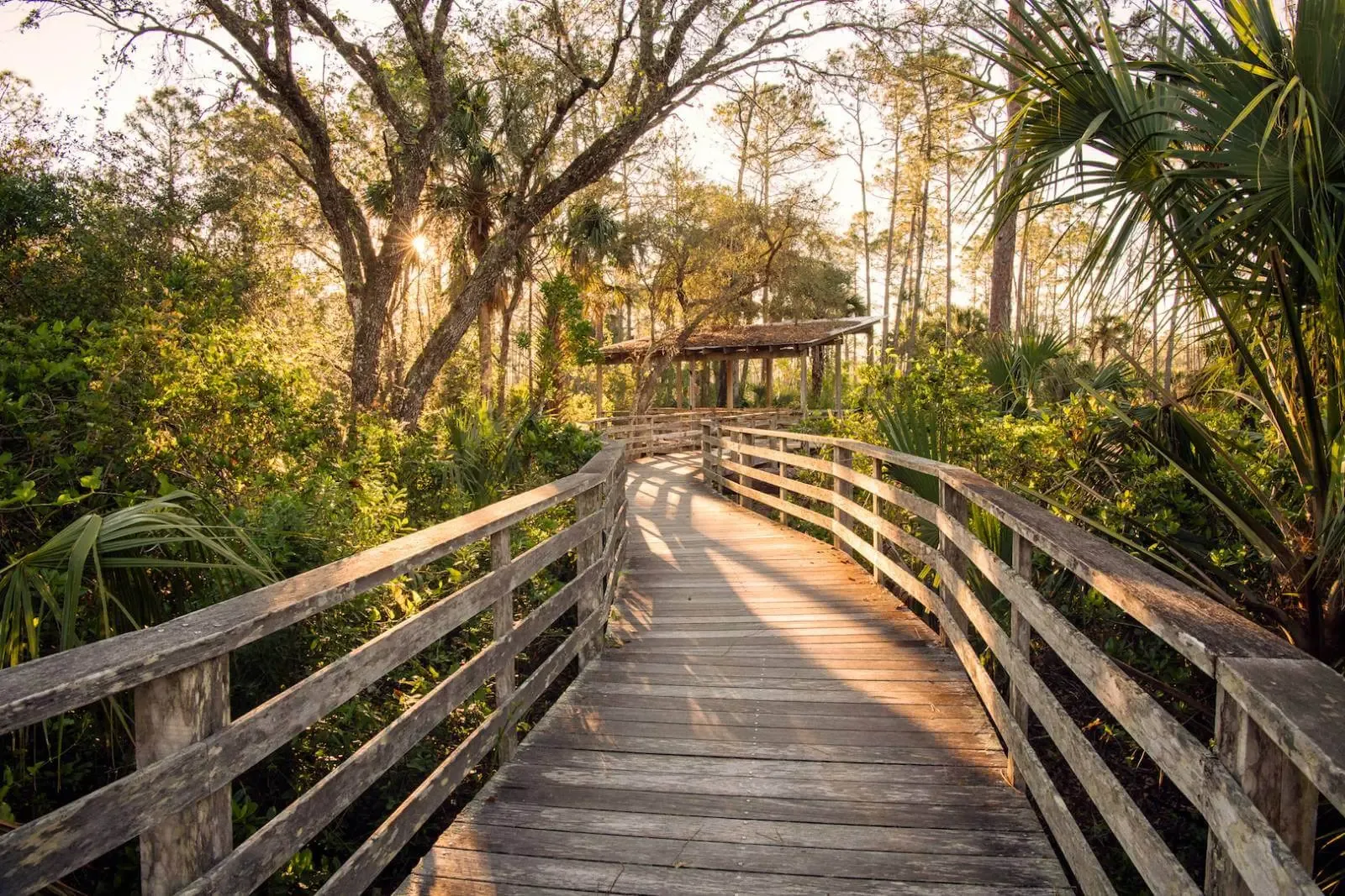 Corkscrew Swamp Sanctuary,