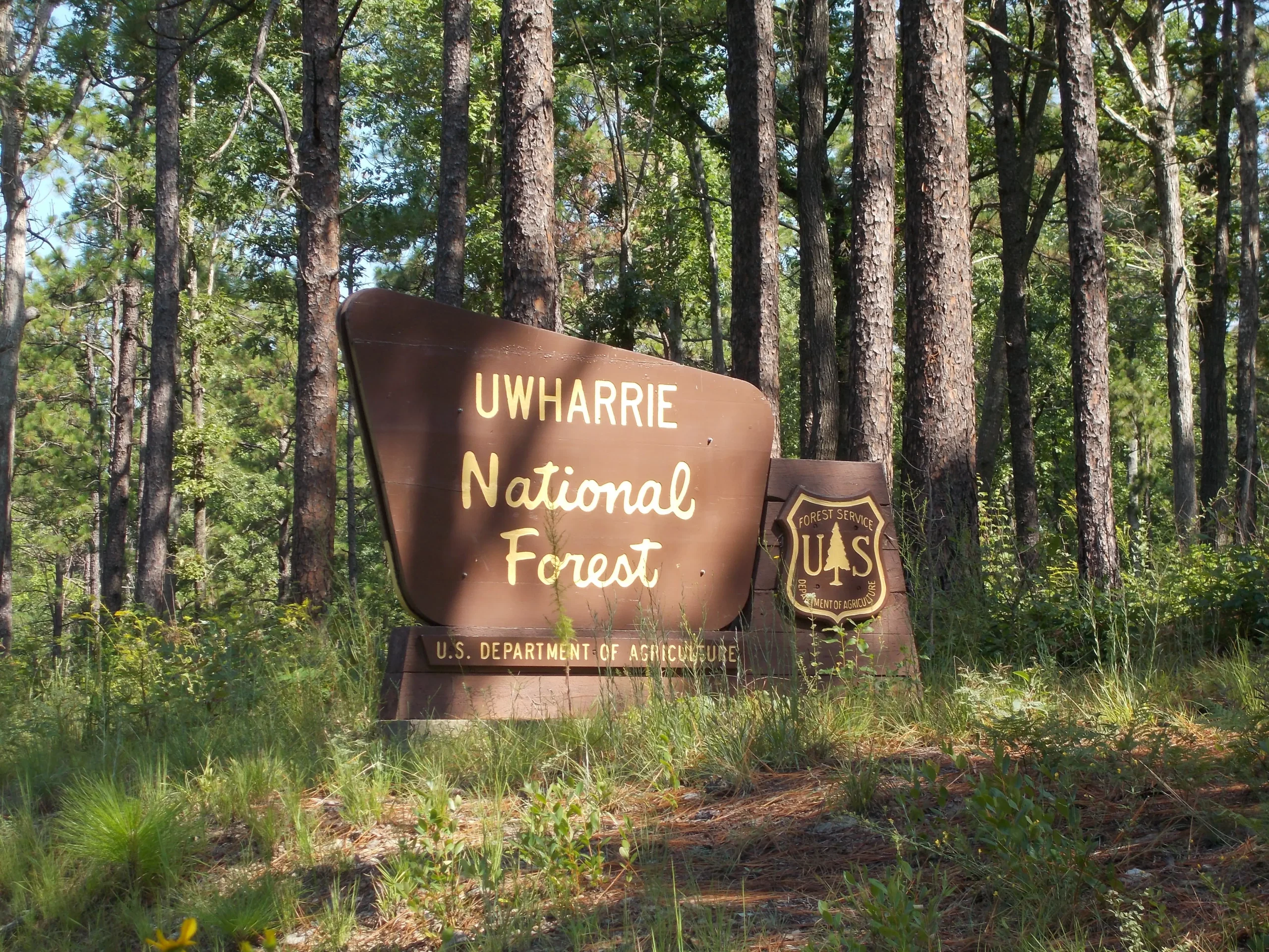 Serene Uwharrie National Forest