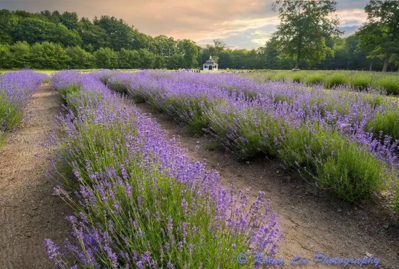 Lavender Pond Farm, Killingworth - Day Trips from Connecticut